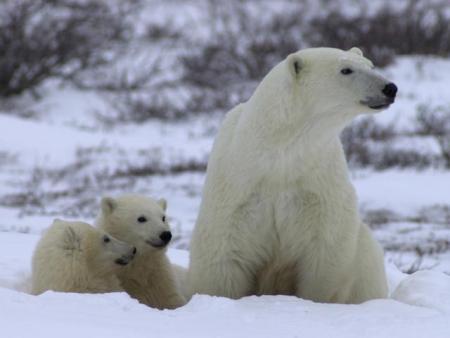 PASSION.  AMOUR DES ANIMAUX
